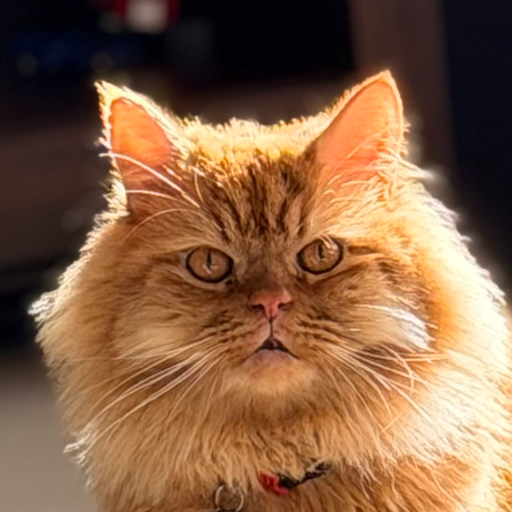 Buffy the cat
